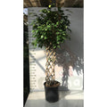 160 cm Örgülü Ficus