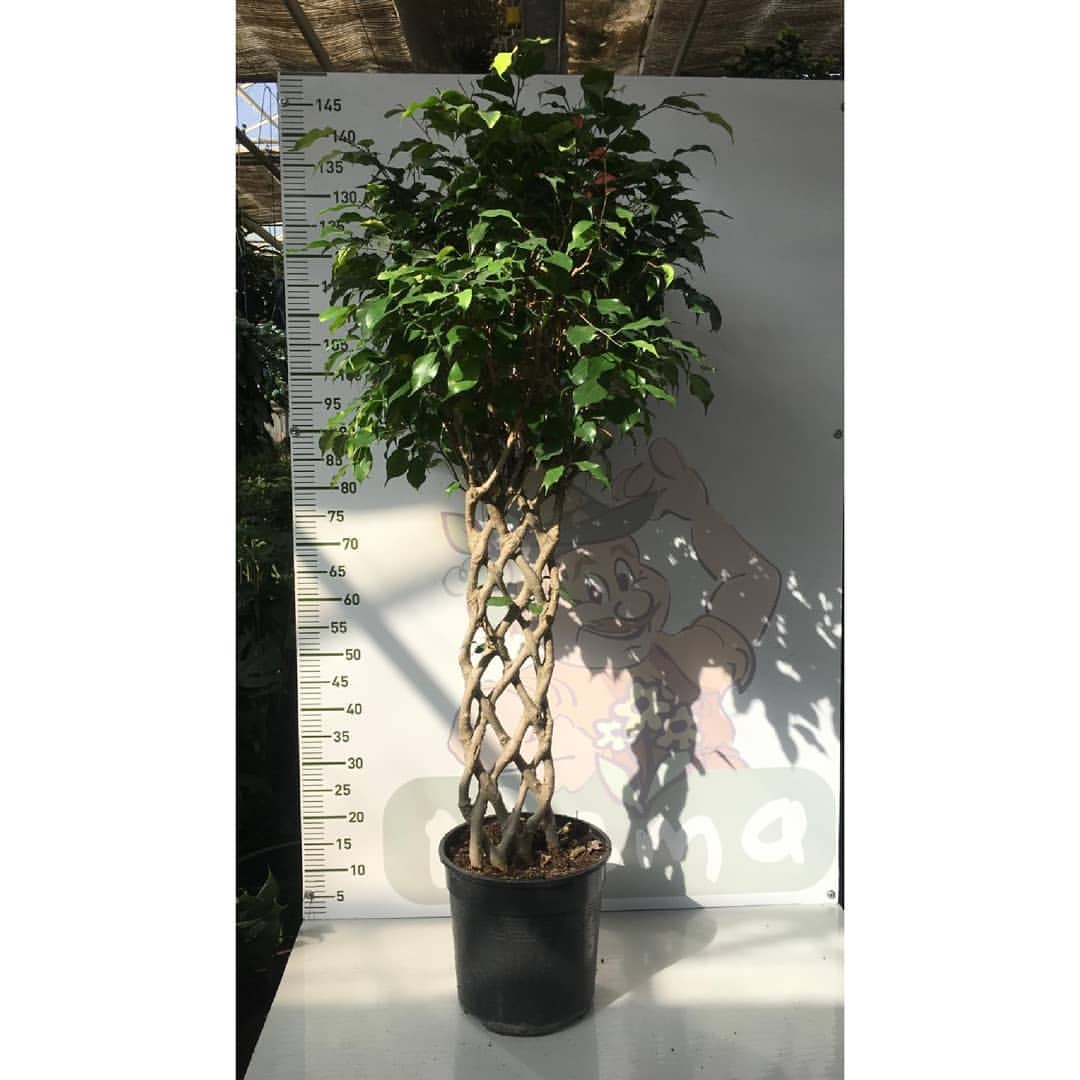 160 cm Örgülü Ficus