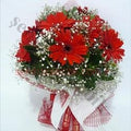Kırmızı Gerbera Aşkı