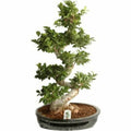 Jumbo 110 cm Bonsai Ağacı