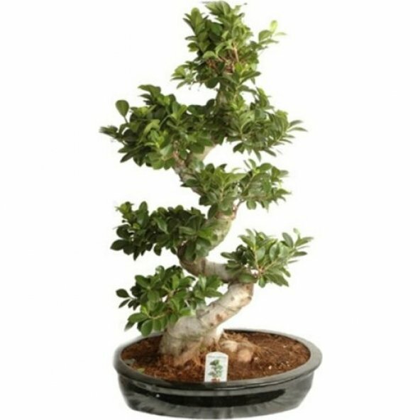 Jumbo 110 cm Bonsai Ağacı